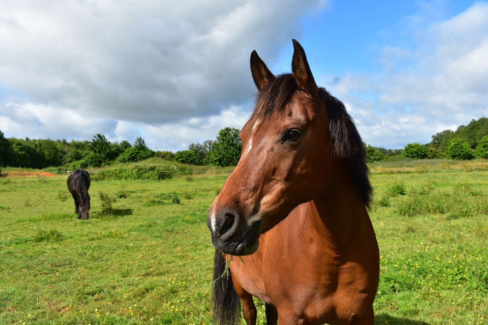 Un cheval brun dans un champ verdoyant sous un ciel partiellement nuageux.