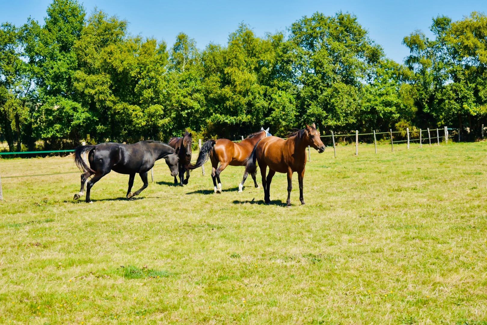 Quatre chevaux paissant dans un champ verdoyant sous un ciel bleu.