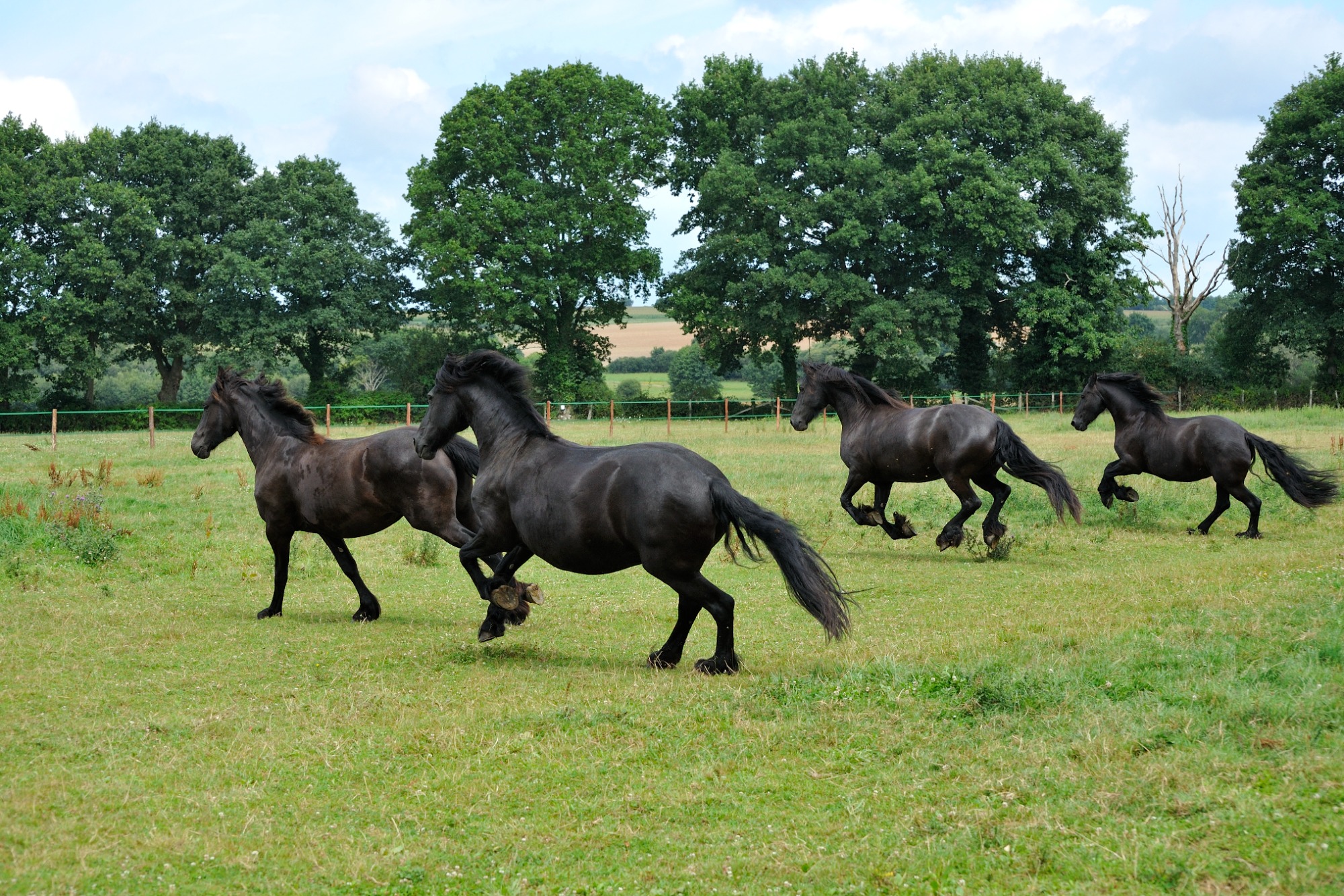 Quatre chevaux noirs galopent dans un champ verdoyant sous un ciel nuageux.