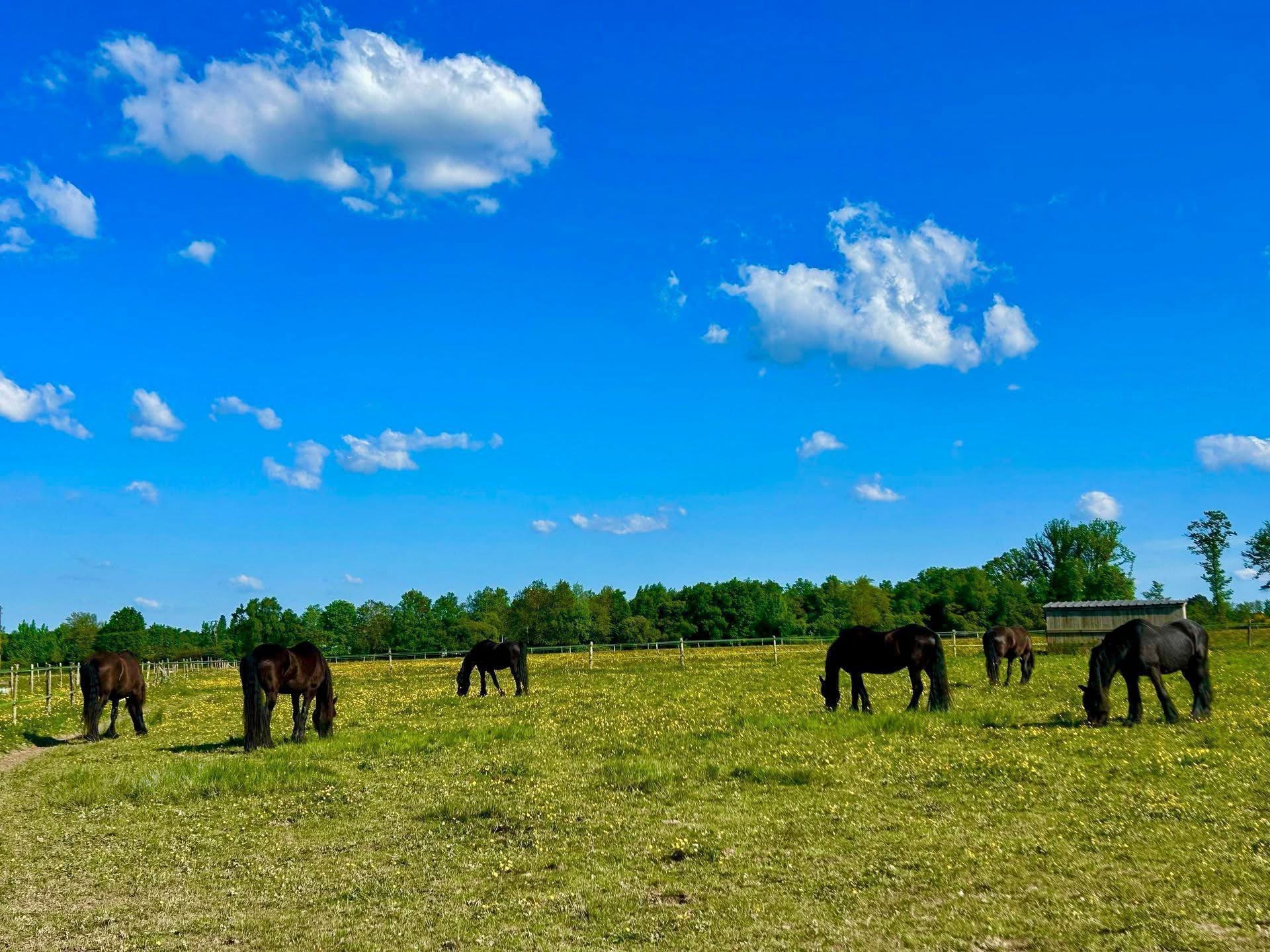 Groupe de chevaux bruns dans un champ verdoyant sous un ciel bleu parsemé de nuages.