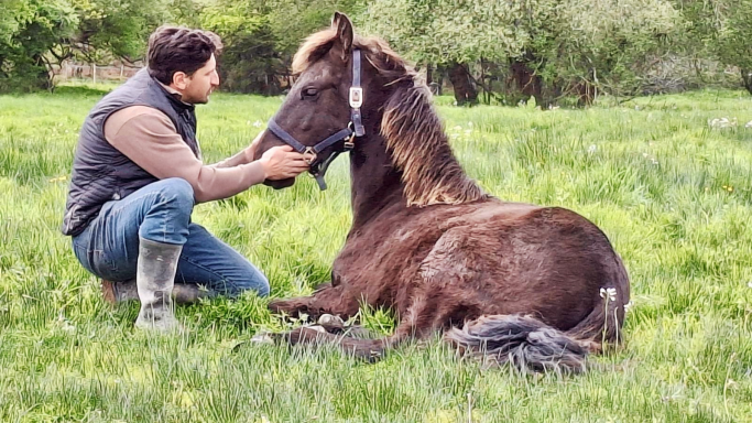 Un homme assis à côté d'un cheval noir aux pâturages verdoyants.